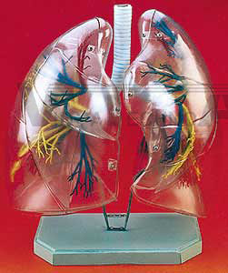 Lungs with Heart Showing Bronchial Tree